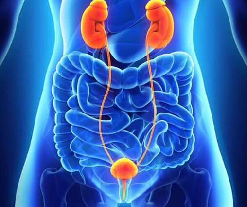 3D medical illustration of the urinary system highlighting kidneys, ureters, and bladder by Dr. Hozefa Lokhandwala, Best oncology specialist in Indore